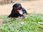 Rottweiler Male Dog