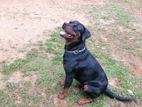 Rottweiler Male Dog