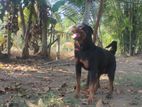 Rottweiler Male Dog