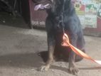 Rottweiler Male Dog