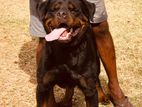 Rottweiler Male dog