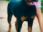 Rottweiler Male Dog