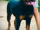 Rottweiler Male Dog