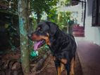 Rottweiler Male Dog