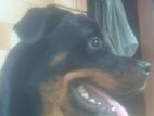 Rottweiler Male Dog