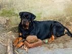 Rottweiler Male Dog