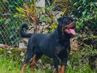 Rottweiler Male Dog