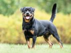 Rottweiler Male Dog