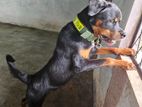 Rottweiler Male Dog
