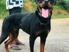 Rottweiler Male Dog