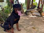 Rottweiler Male Dog