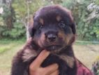 Rottweiler Male Puppies