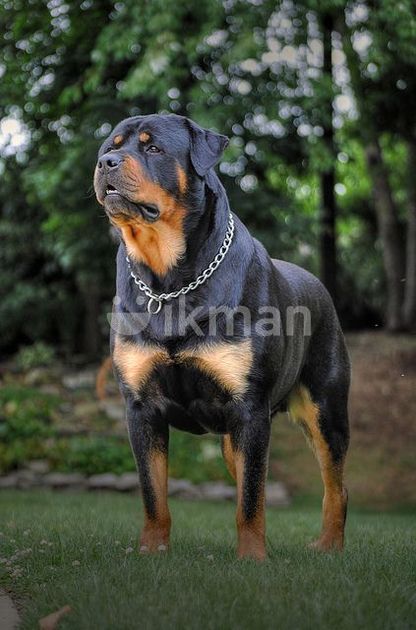 Big Rottweiler Male Rottweiler Big Black Dog Portrait Stock Photo
