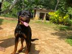 Rottweiler Male Dog