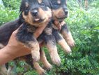 Rottweiler Male Dogs