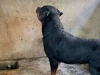 Rottweiler Male Dog