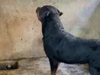 Rottweiler Male Dog