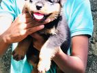 Rottweiler Male Female Pupy