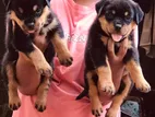 Rottweiler Male Female Puppies