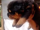 Rottweiler Male Female Pupy