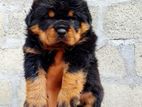 Rottweiler Male Puppy