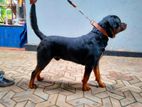 Rottweiler Male for Crossing