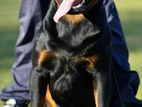 Rottweiler Male for Crossing