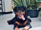Rottweiler Male for Crossing