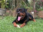 Rottweiler Male for Crossing