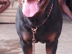 Rottweiler Male for Crossing