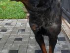 Rottweiler Male For Crossing