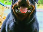 Rottweiler Male for Crossing