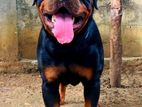 Rottweiler Male for Crossing