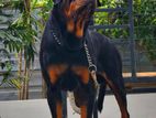 Rottweiler Male for Crossing