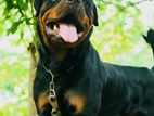 Rottweiler Male for Crossing