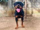 Rottweiler Male for Crossing