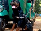 Rottweiler Male for Crossing