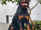 Rottweiler Male for Crossing