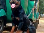 Rottweiler Male for Crossing