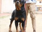 Rottweiler Male for Crossing
