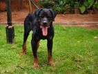 Rottweiler Male Dog for Crossing