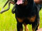Rottweiler Male for Crossing