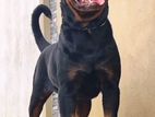 Rottweiler Male Dog for Crossing
