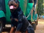Rottweiler Male for Crossing