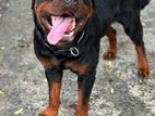Rottweiler Male for Crossing