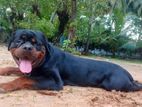 Rottweiler Male for Crossing