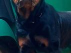 Rottweiler Male for Crossing
