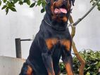 Rottweiler Male for Crossing
