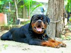 Rottweiler Male for Crossing