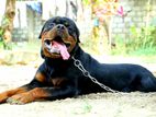 Rottweiler Male for Crossing